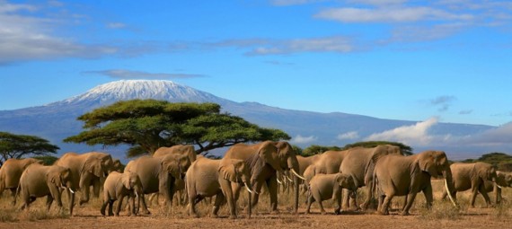 Килиманджаро Танзания